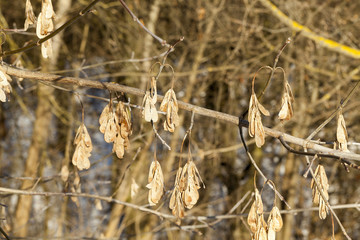 dry maple seeds
