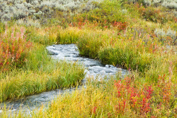 Yellowstone Stream