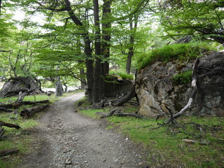 Th e trail through a section of lenga forest beside Rio Electrico near El Chalten in Patagonia Argentina