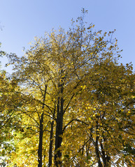 Yellow foliage