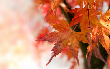 Maple leaves in the forest