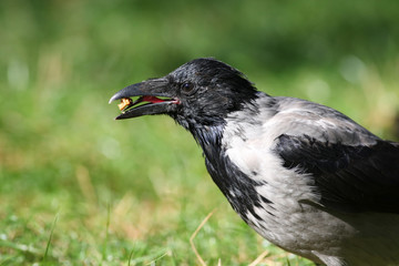 Gray crow (Corvus corone cornix) holds a nut in the beak, the shape of the tongue of the crow is clearly visible