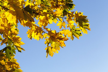 yellowed maple trees in autumn