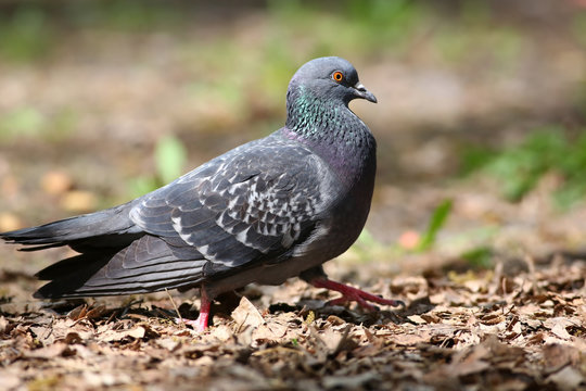 Blue Rock Pigeon (Columba Livia) Walking And Foraging In The Park