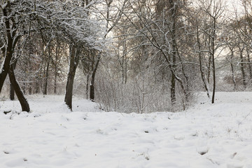 tree in snow