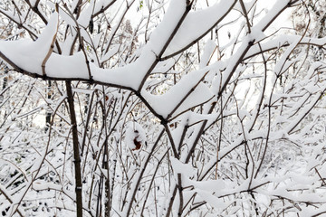 trees covered with snow