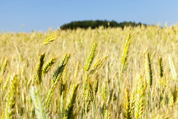 Obraz premium mature rye