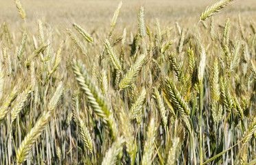field ripening wheat