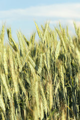 immature green wheat