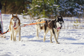 Naklejka premium Active Siberian Husky dogs with collars and harnesses running on a snow during the winter sled dog training