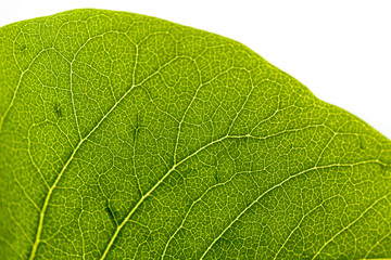 structure of a green leaf