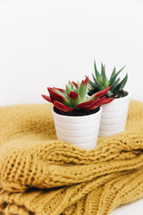 Succulents plants over mustard warm sweater. Hipster trendy background