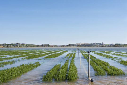 Campo sembrado de zanahorias, inundado por la lluvia y la crecida del rio