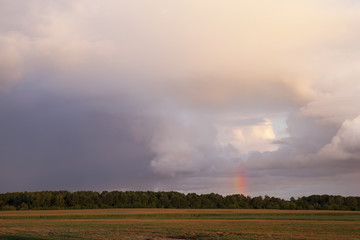 Fototapeta premium rainbow over forest