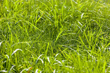 green grass