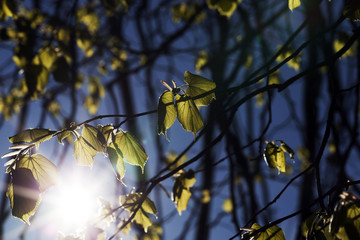 young spring linden foliage