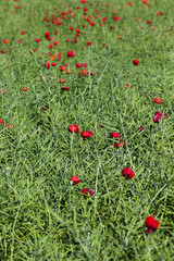 red poppy