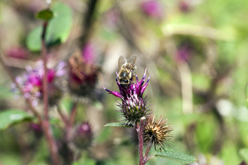 purple thistle flower