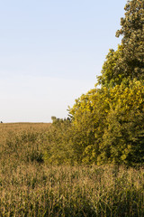 Fototapeta premium yellowed tree and corn