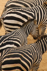 Young Zebra in a herd