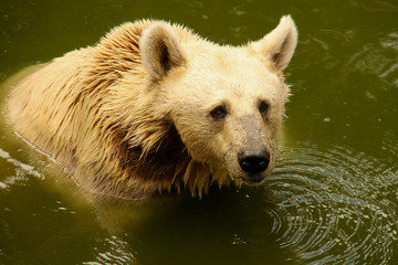 A bear in the water