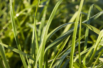 green grass