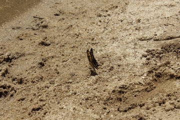 Fauna