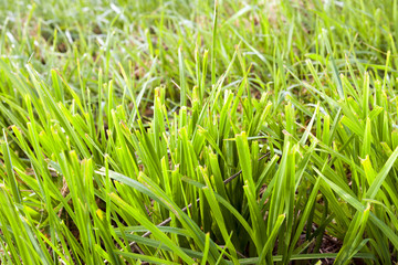 Fototapeta na wymiar sloping green grass