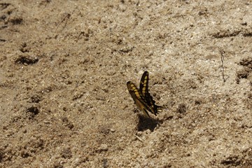 Fauna