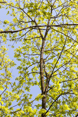 Obraz premium first foliage