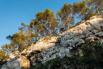 Wald auf Mallorca