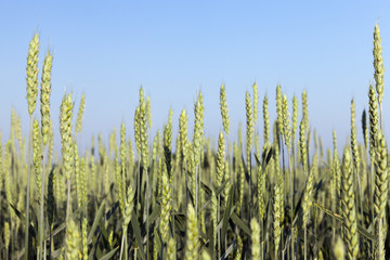 Fototapeta premium smooth green stems wheat