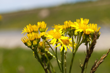 bush with yellow flowers