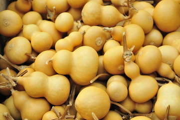 Many of the gourd