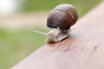 grape snail
