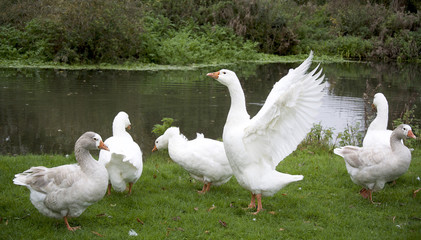 a flock of swan in England