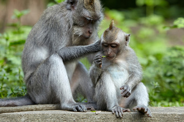 Naklejka na ściany i meble Long-tailed macaques in Sacred Monkey Forest in Ubud, Bali