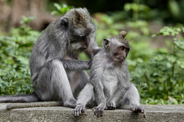 Naklejka na ściany i meble Long-tailed macaques in Sacred Monkey Forest in Ubud, Bali