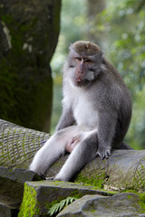 Long-tailed macaques in Sacred Monkey Forest in Ubud, Bali