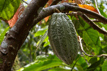 Cocoa bean on a branch, Indonesia, Bali