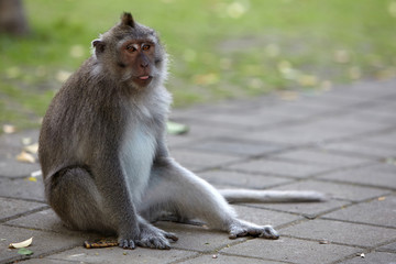 Long-tailed macaques in Sacred Monkey Forest in Ubud, Bali