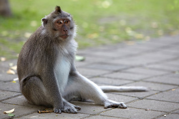 Long-tailed macaques in Sacred Monkey Forest in Ubud, Bali