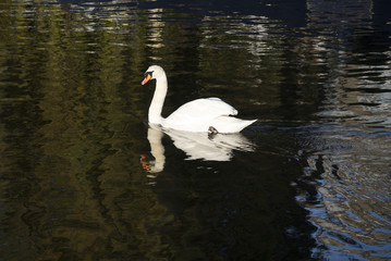 Naklejka premium a flock of swan diving in England