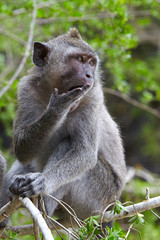 Long-tailed macaques in Sacred Monkey Forest in Ubud, Bali