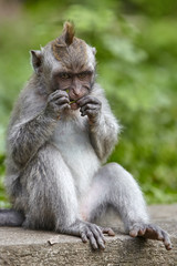 Long-tailed macaques in Sacred Monkey Forest in Ubud, Bali