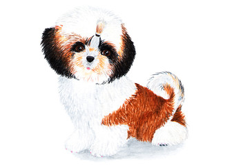 Puppy Shih Tzu with long hair. Watercolor illustration.
Puppy Shih Tzu with braided bow. Lovely domestic pet. Drawing for the cover of the notebook, passports for animals, fabrics.
