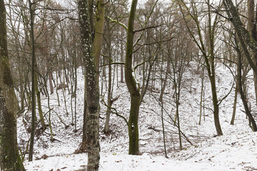 trees in the forest