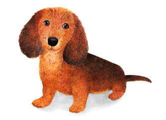 Long-haired dachshund. Watercolor illustration.
The long-haired dachshund is a loyal friend and hunter. Long-haired Dachshund is the most attractive among its brethren.