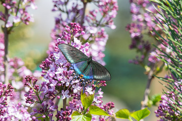 Big blue butterfly on the flowers of lilac spring