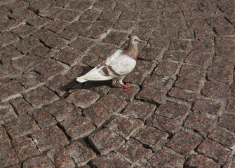 Pigeon in English plaza